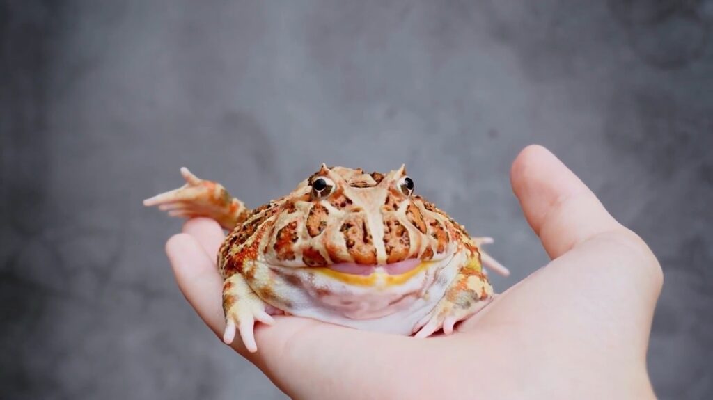 Argentine Horned Frog