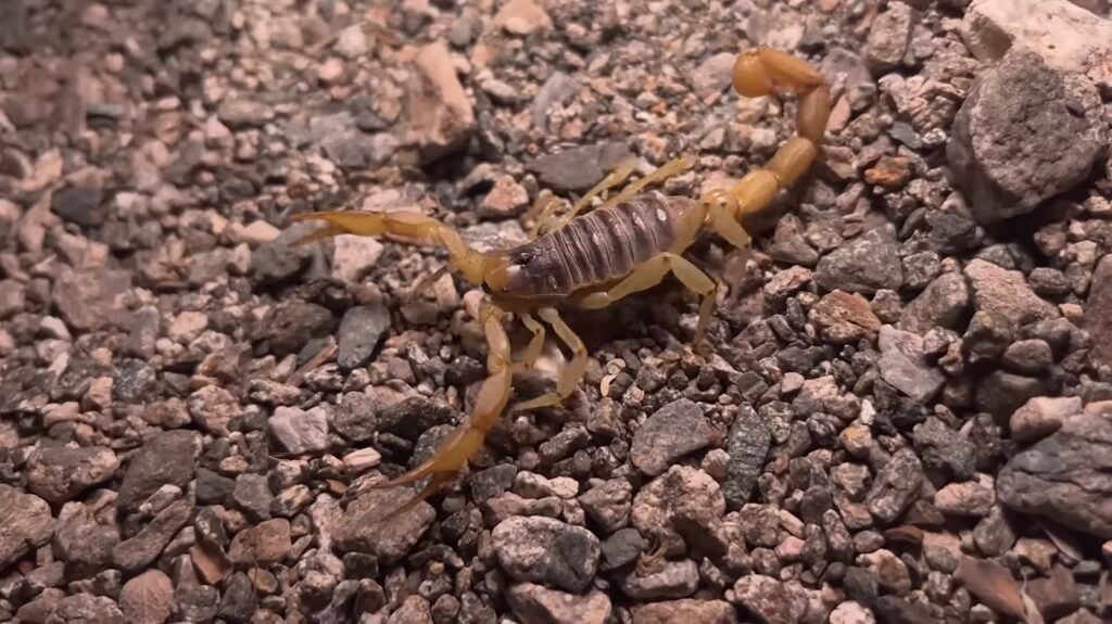 Arizona Bark Scorpion