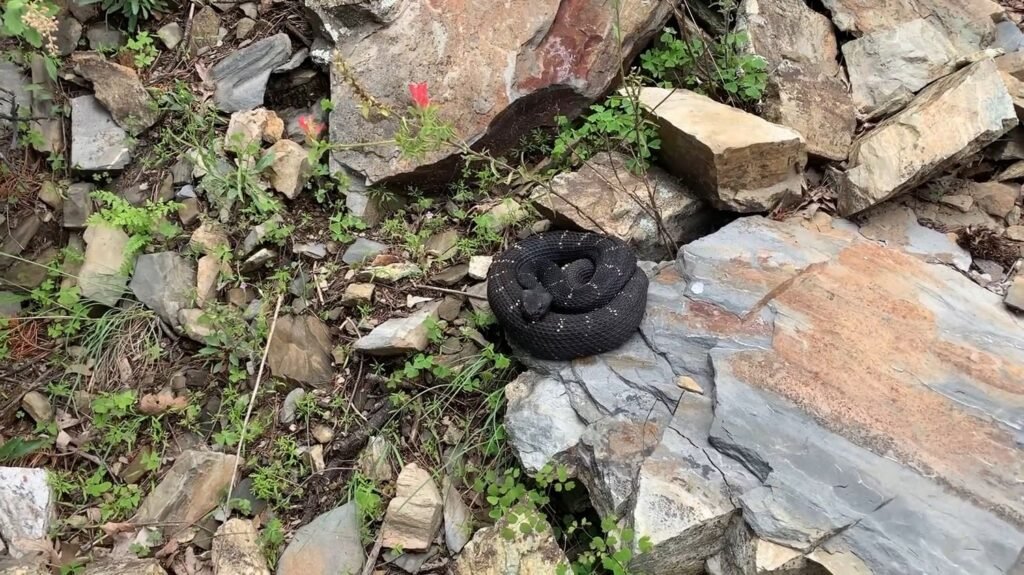 Arizona Black Rattlesnake