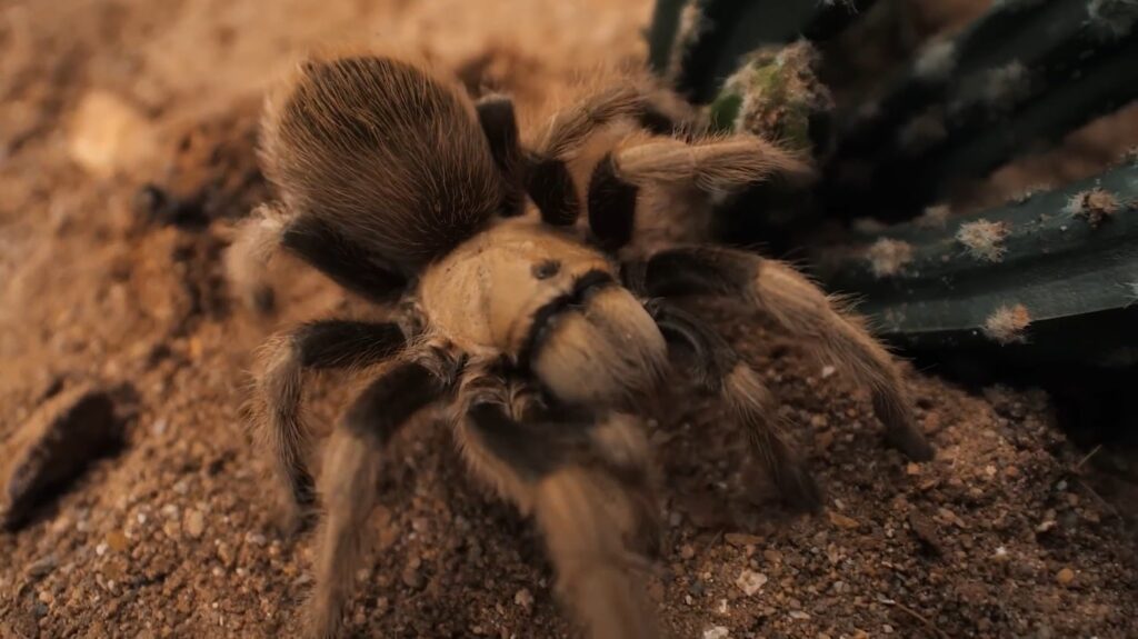 Arizona Blonde Tarantula