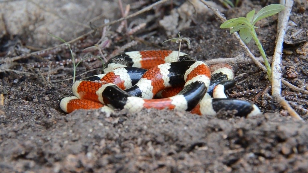 Arizona Coral Snake