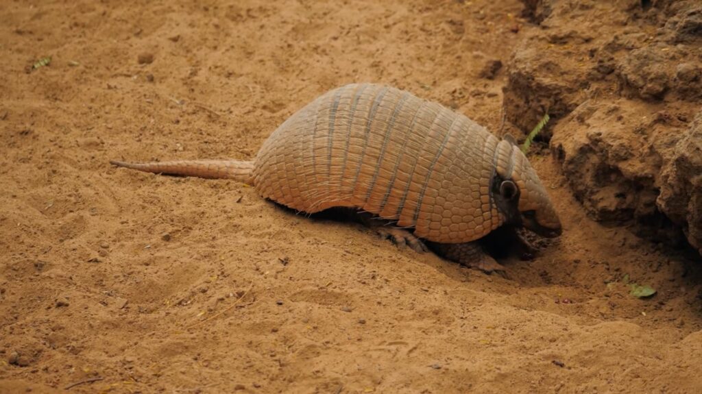 Armadillo