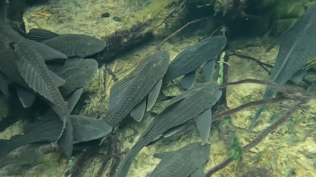 Armored Catfish