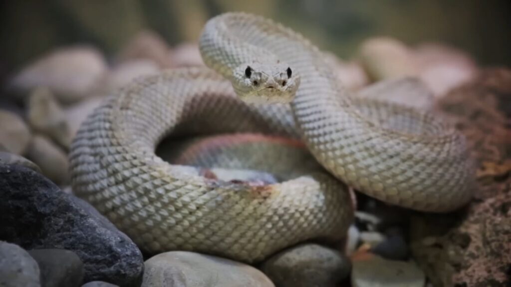 Aruba Rattlesnake - animals that start with a