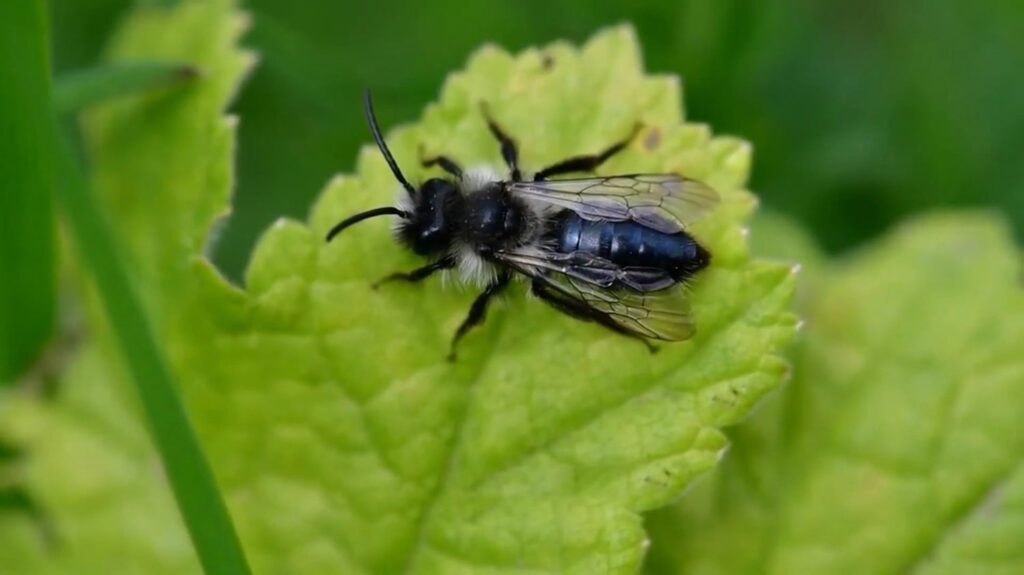 Ashy Mining Bee - animals that start with a