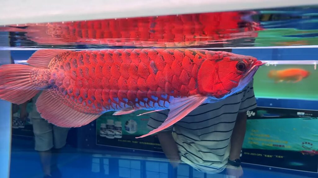 Asian Arowana