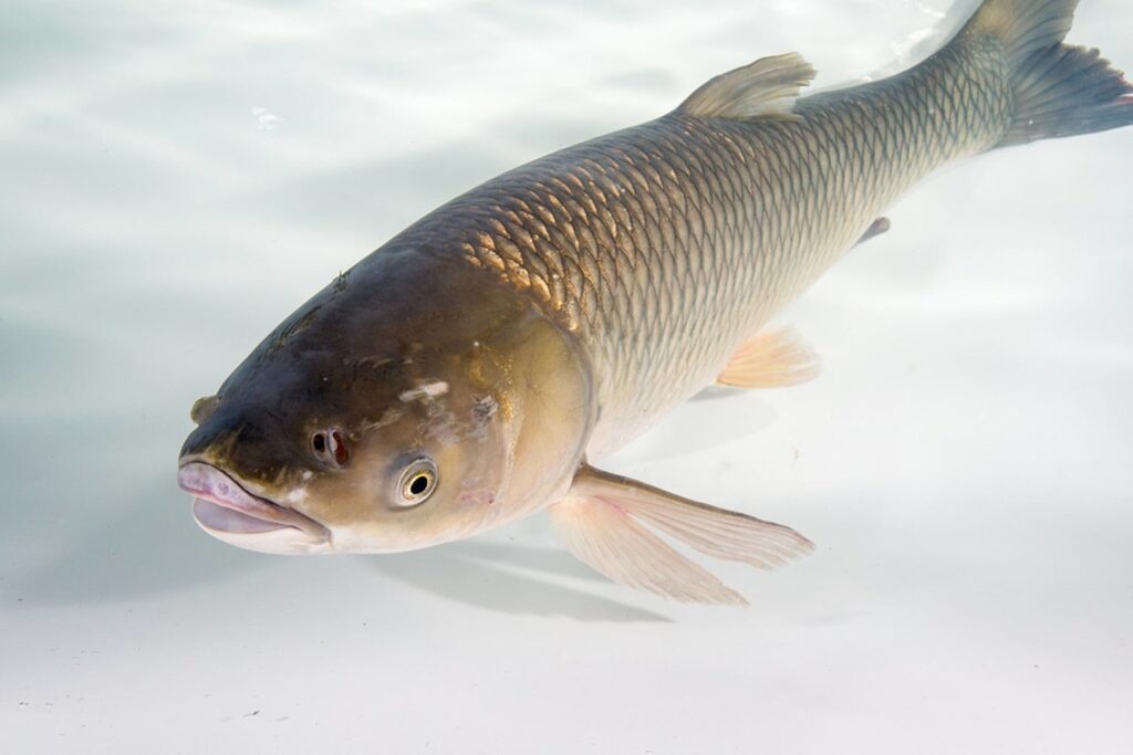 Asian Carp