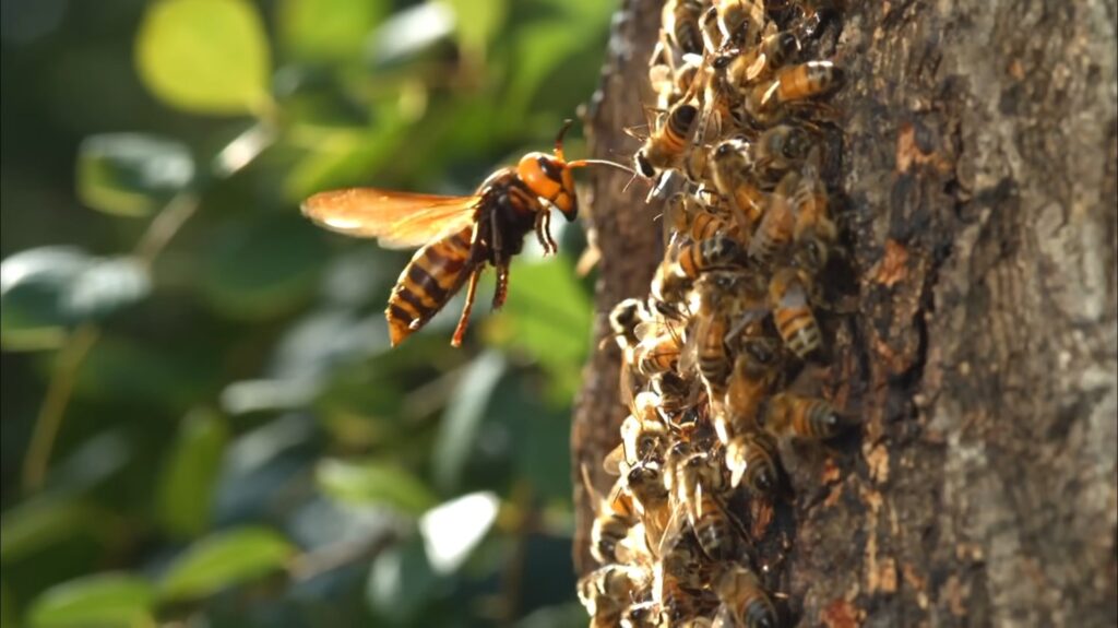 Asian Giant Hornet