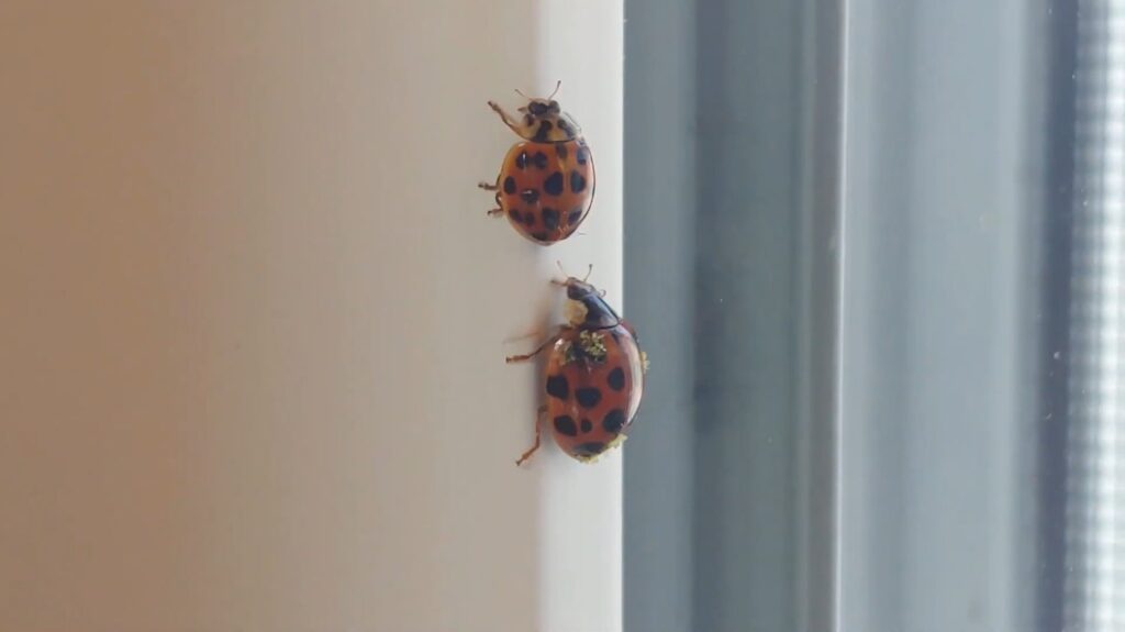 Asian Lady Beetle