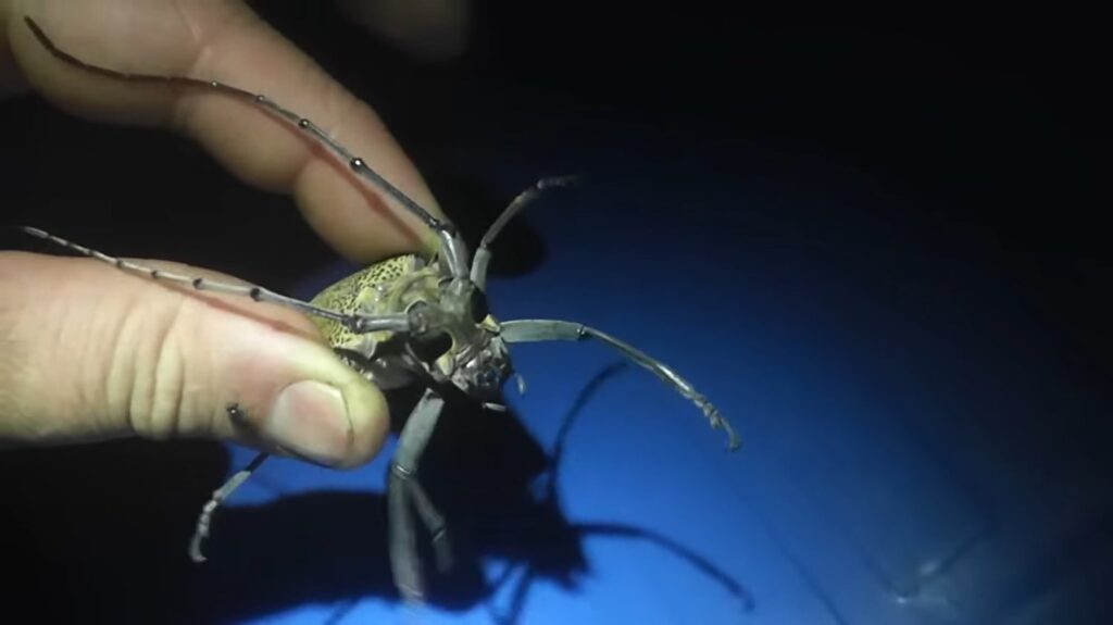 Asian Longhorn Beetle