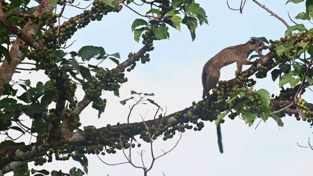 Asian Palm Civet