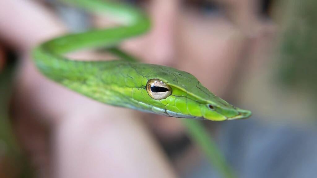 Asian Vine Snake