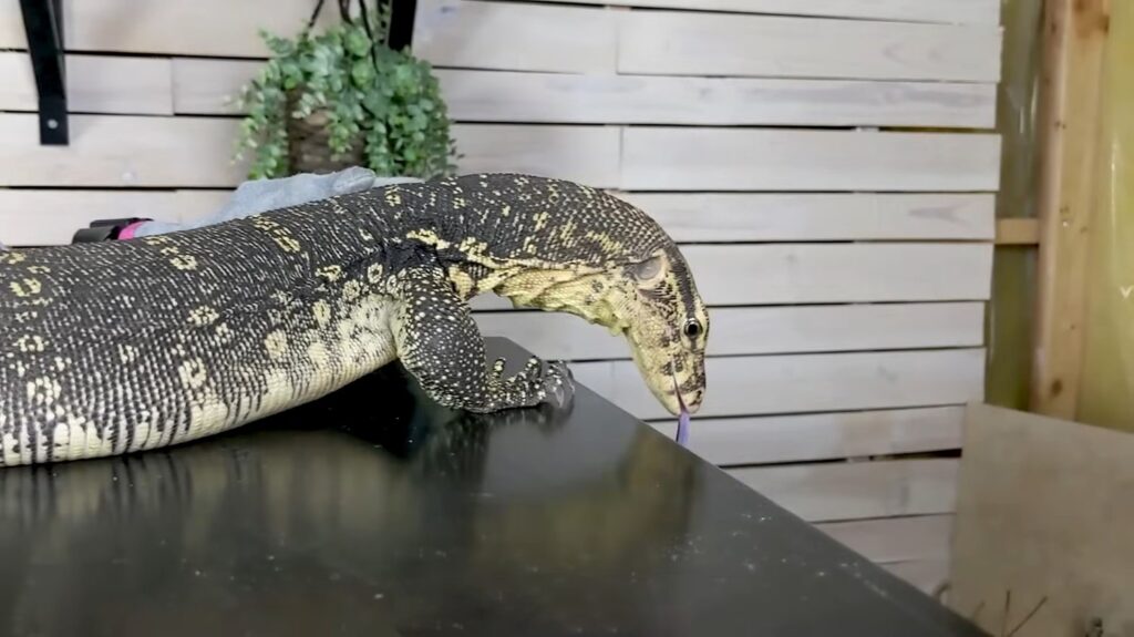 Asian Water Monitor