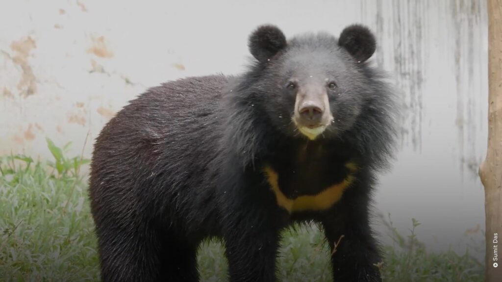 Asiatic Black Bear