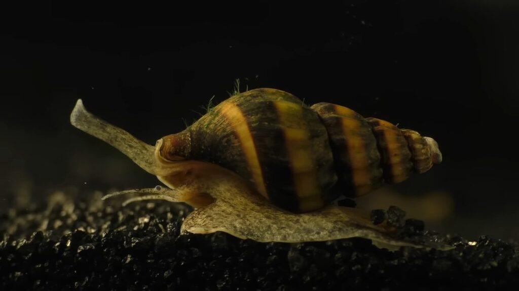 Assassin Snail