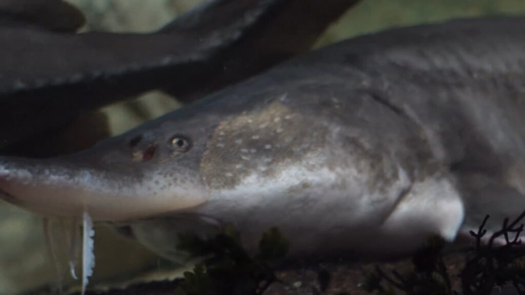 Atlantic Sturgeon