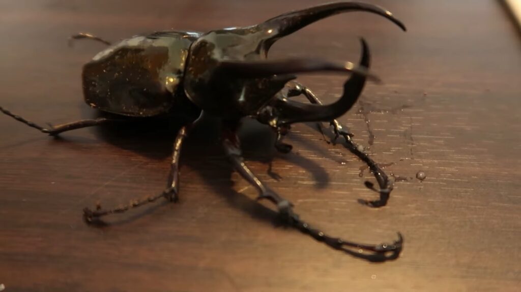 Atlas Beetle - animals that start with a