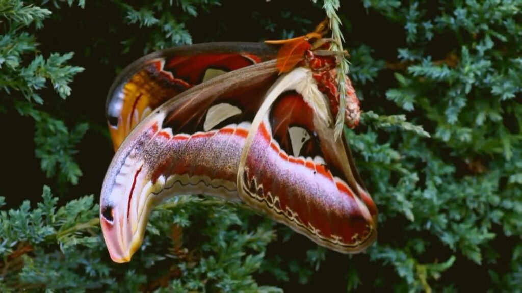 Atlas Moth - animals that start with a