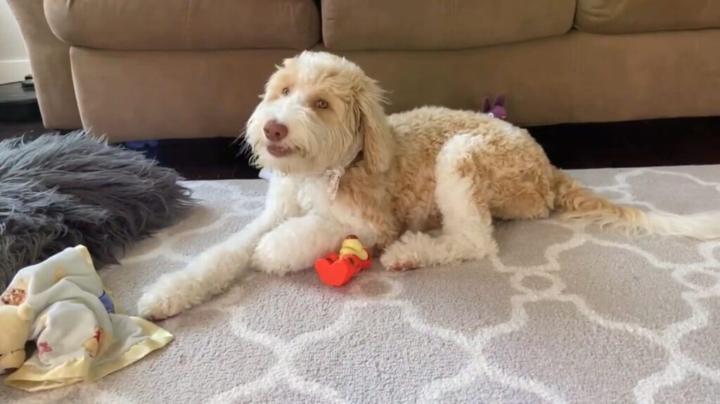 Aussiedoodle