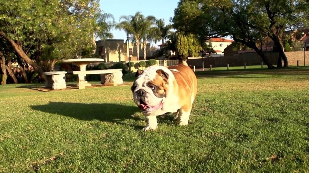 Australian Bulldog