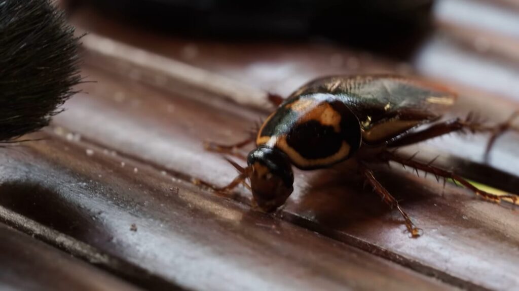 Australian Cockroach