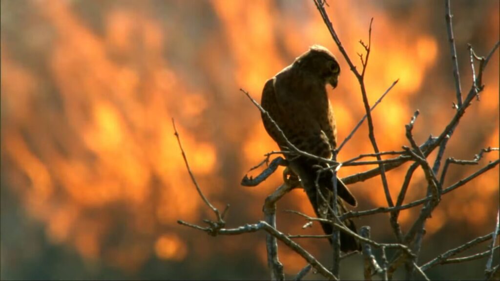 Australian Firehawk