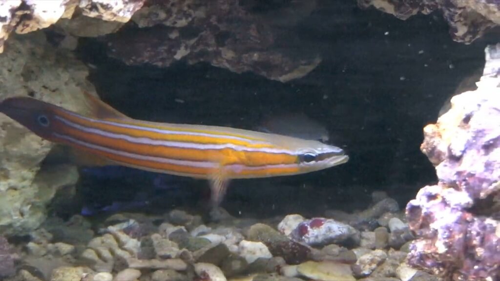 Australian Flathead Perch