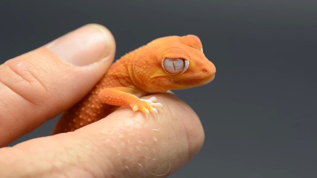 Australian Gecko