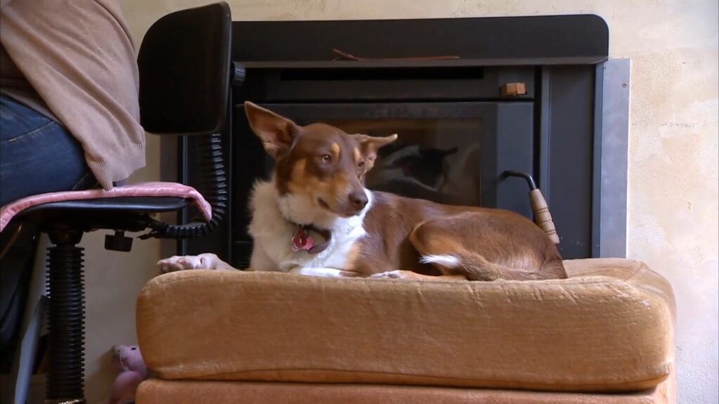 Australian Kelpie Dog