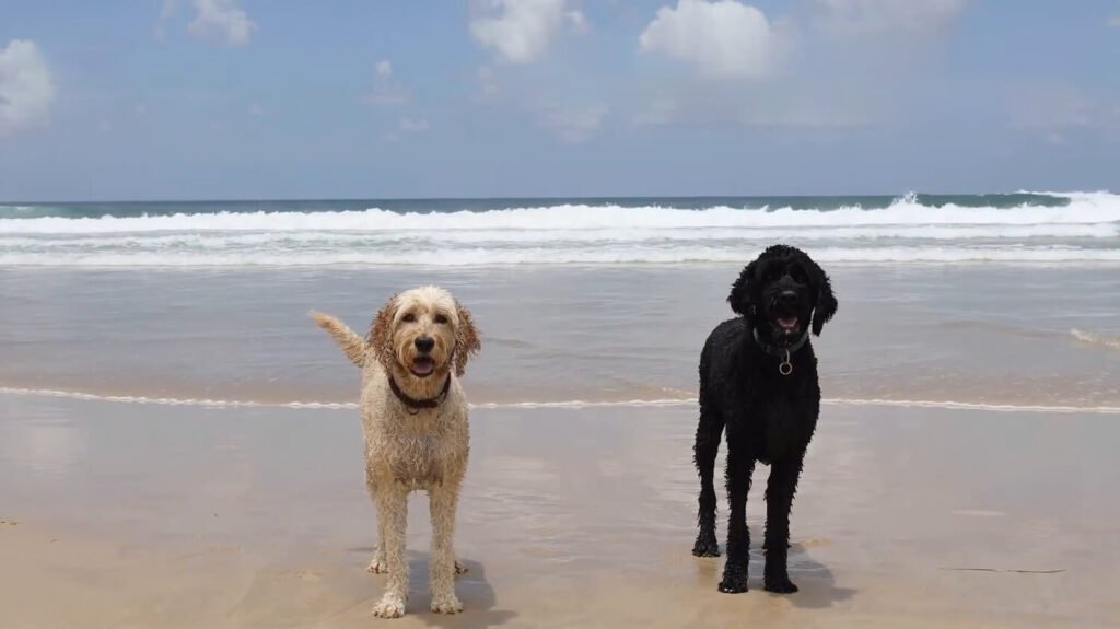 Australian Labradoodle