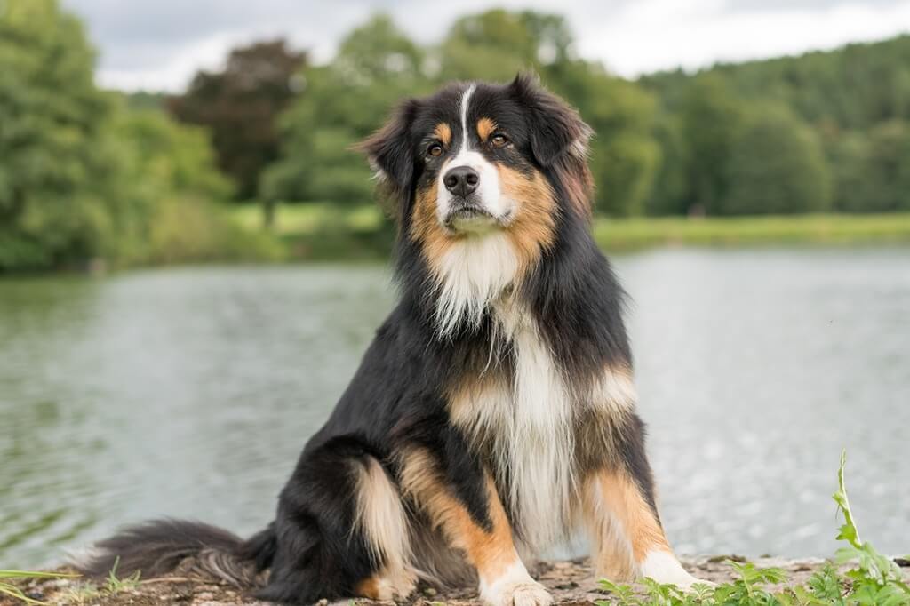 Australian Shepherd Mix