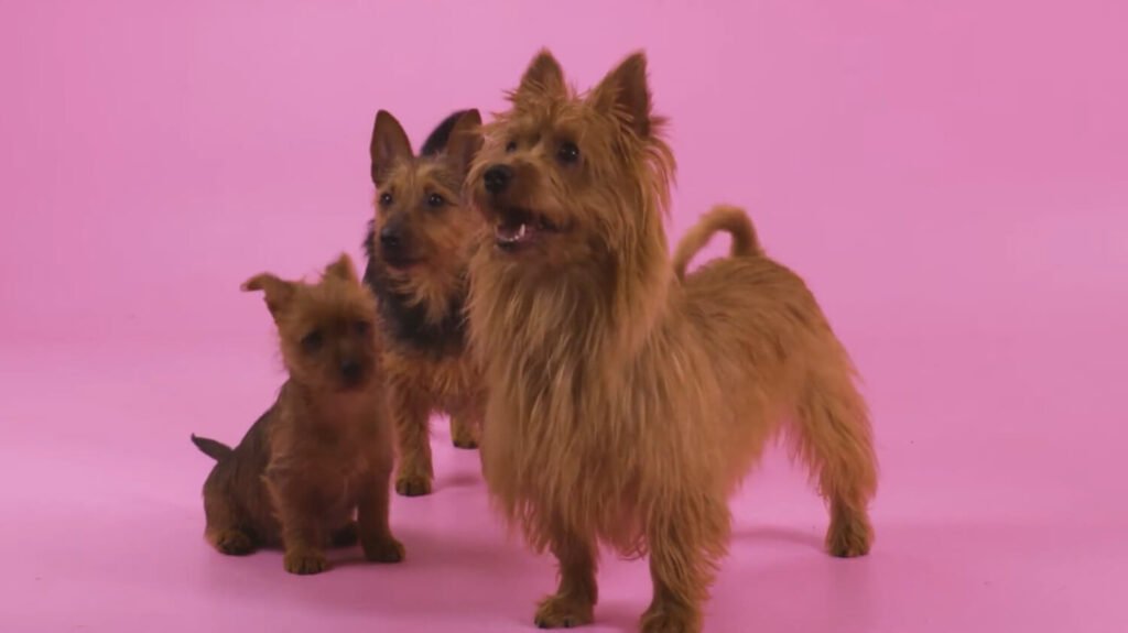 Australian Terrier - animals that start with a