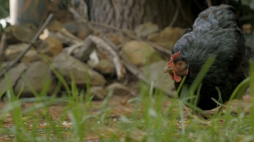 Australorp Chicken - animals that start with a