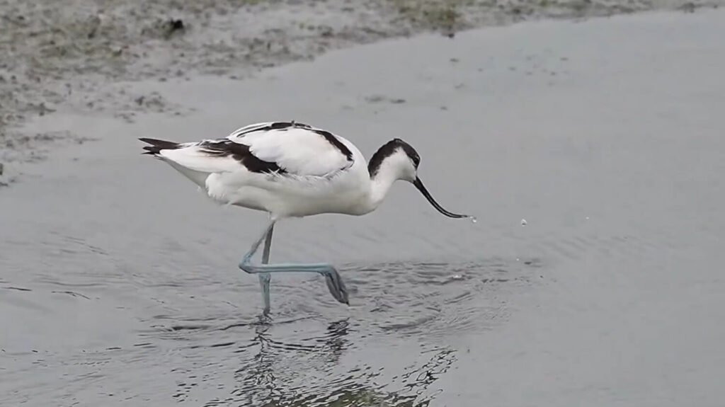 Avocet - animals that start with a