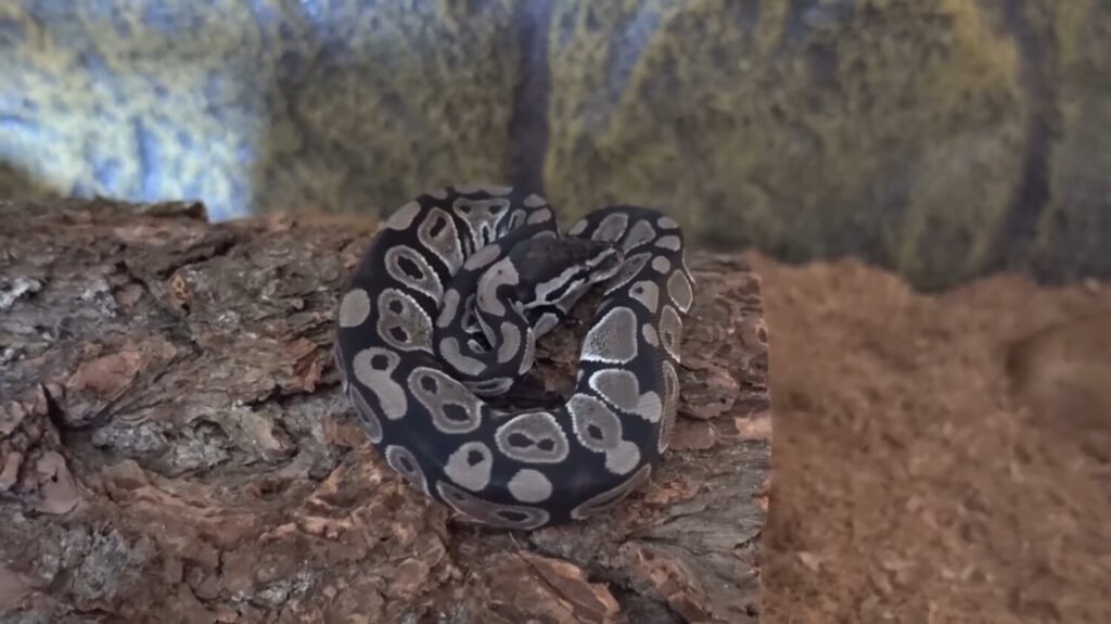 Axanthic Ball Python - animals that start with a