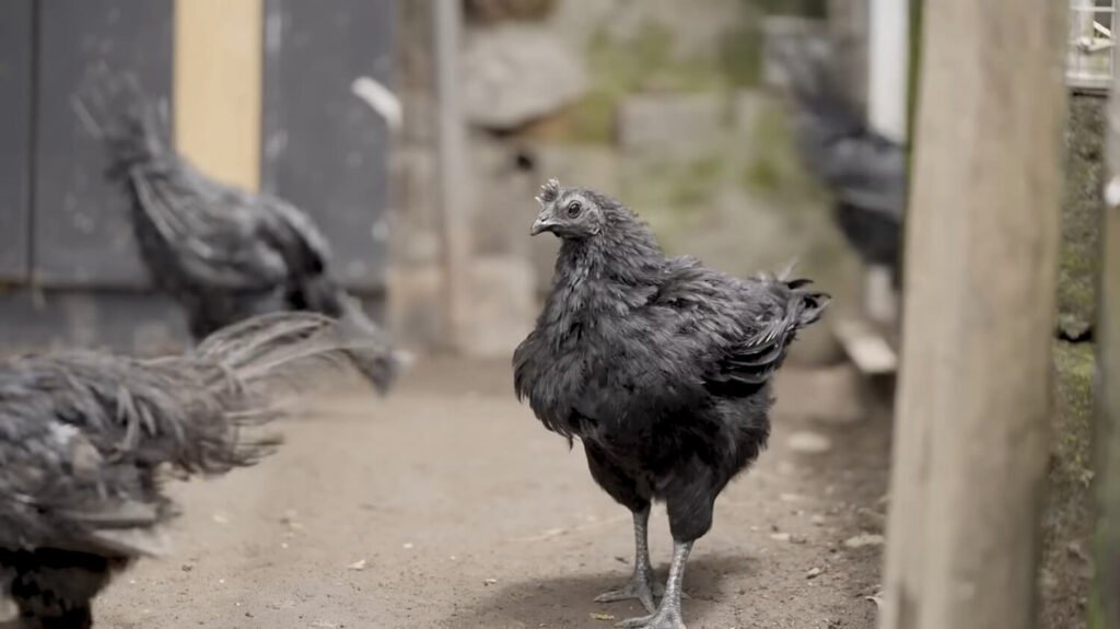 Ayam Cemani