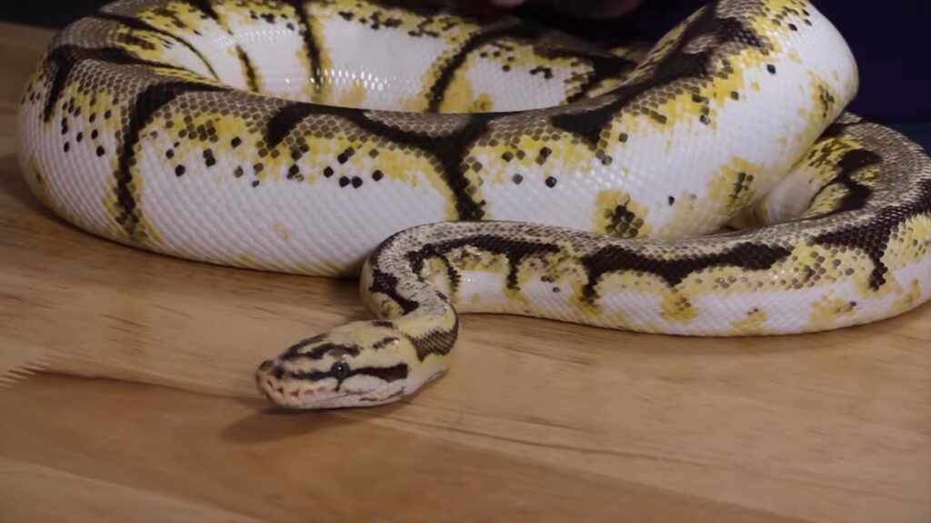 BALL PYTHONS - animals that start with b