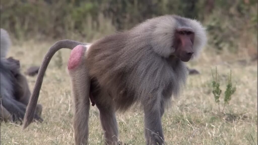 Baboon