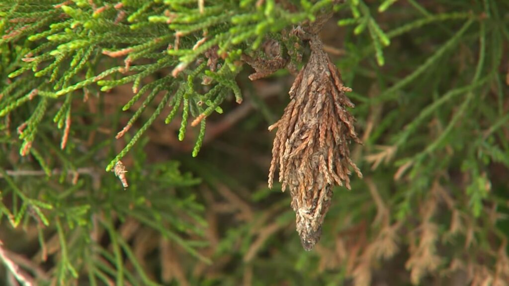 Bagworm Moth