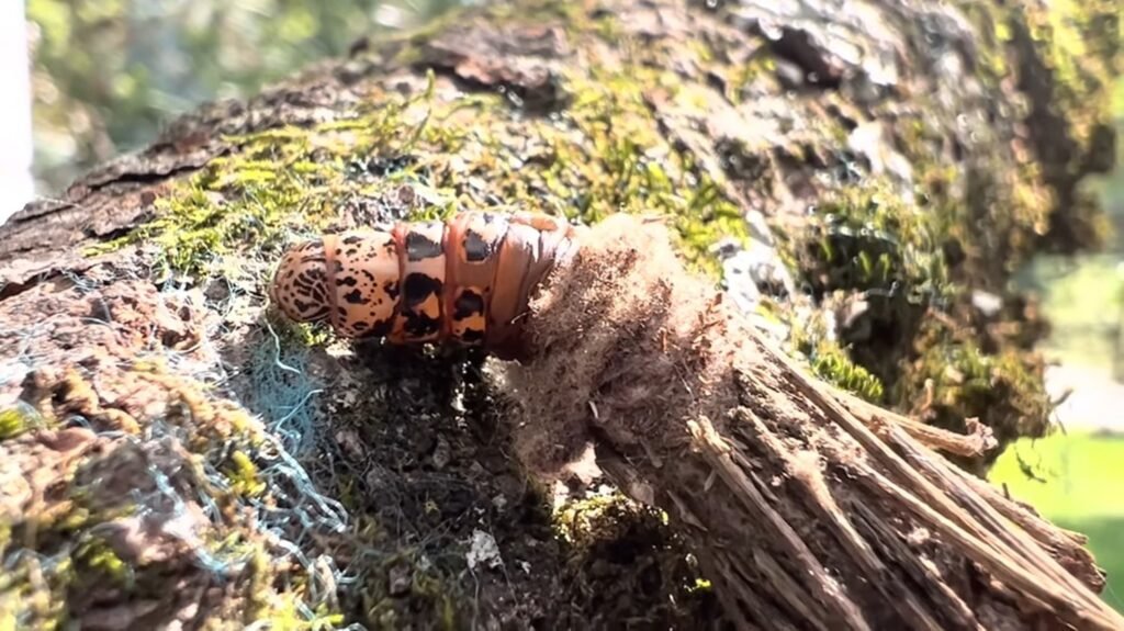 Bagworm Moth Caterpillar