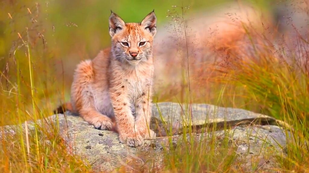 Balkan Lynx. - animals that start with b