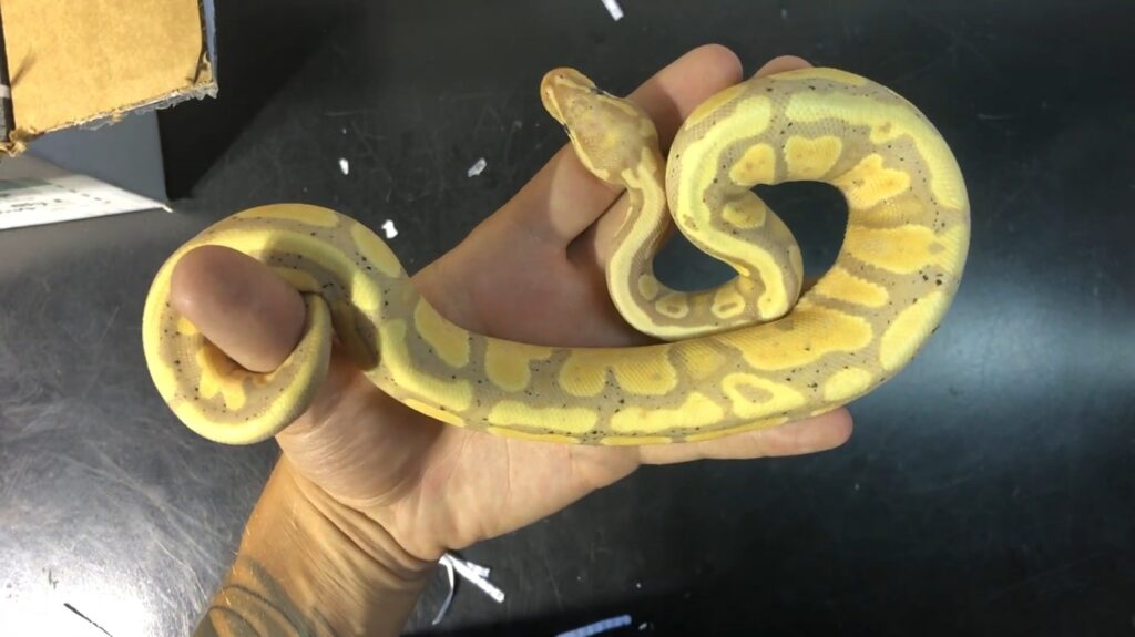 Banana Ball Python - animals that start with b