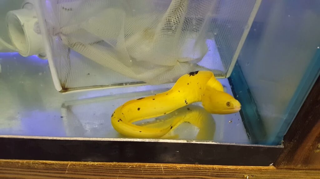 Banana Eel - animals that start with b