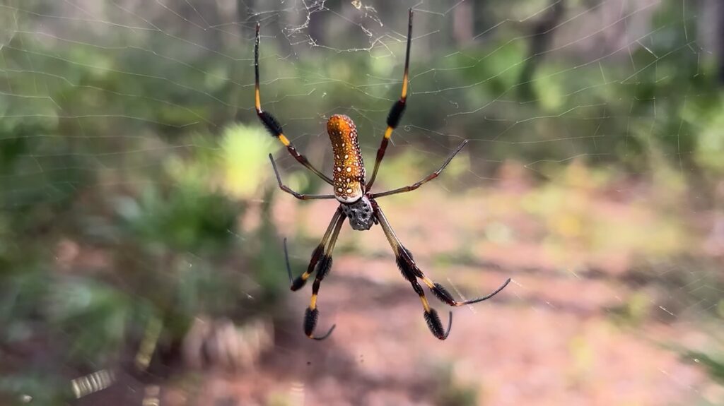 Banana Spider