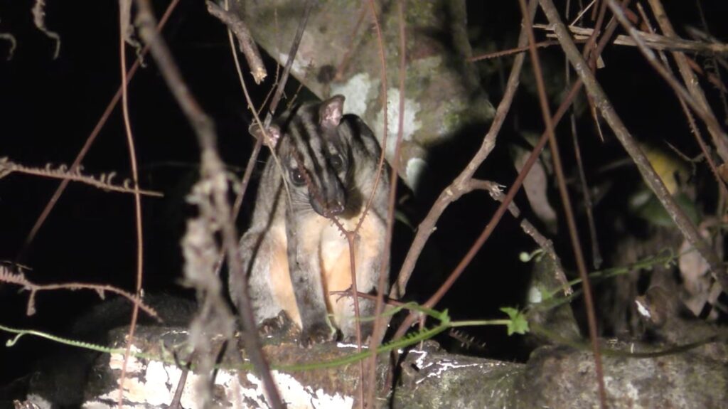 Banded Palm Civet - animals that start with b