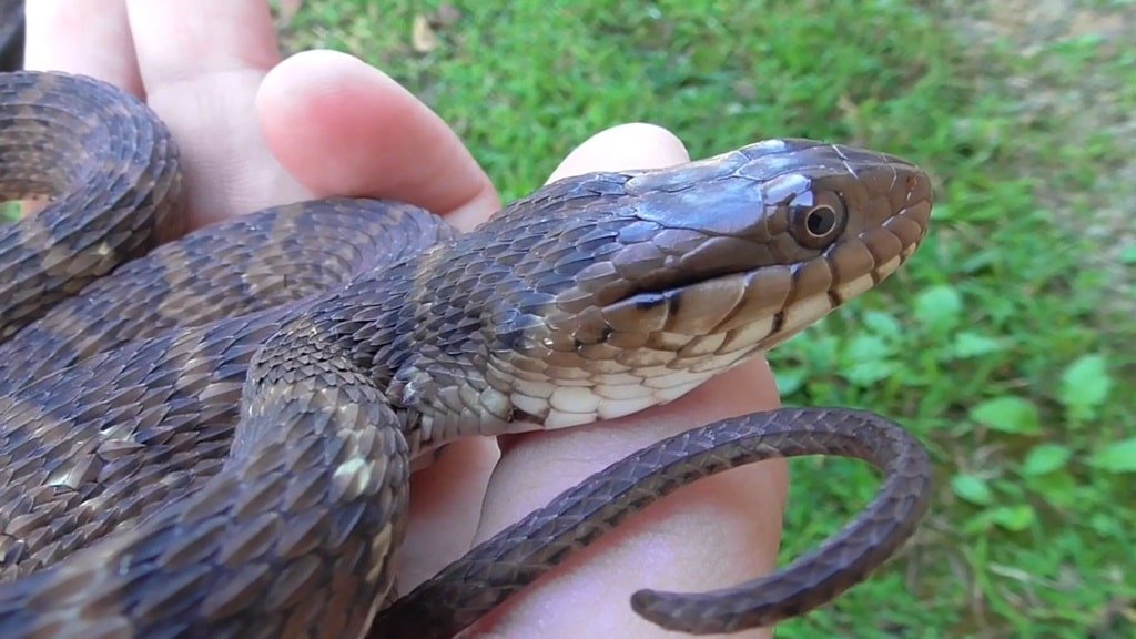 Banded Water Snake