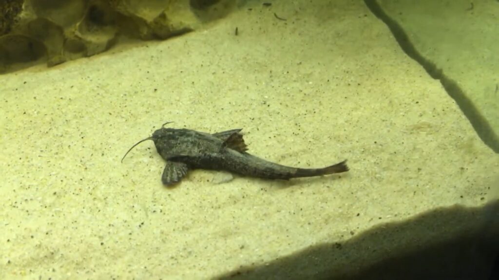 Banjo Catfish