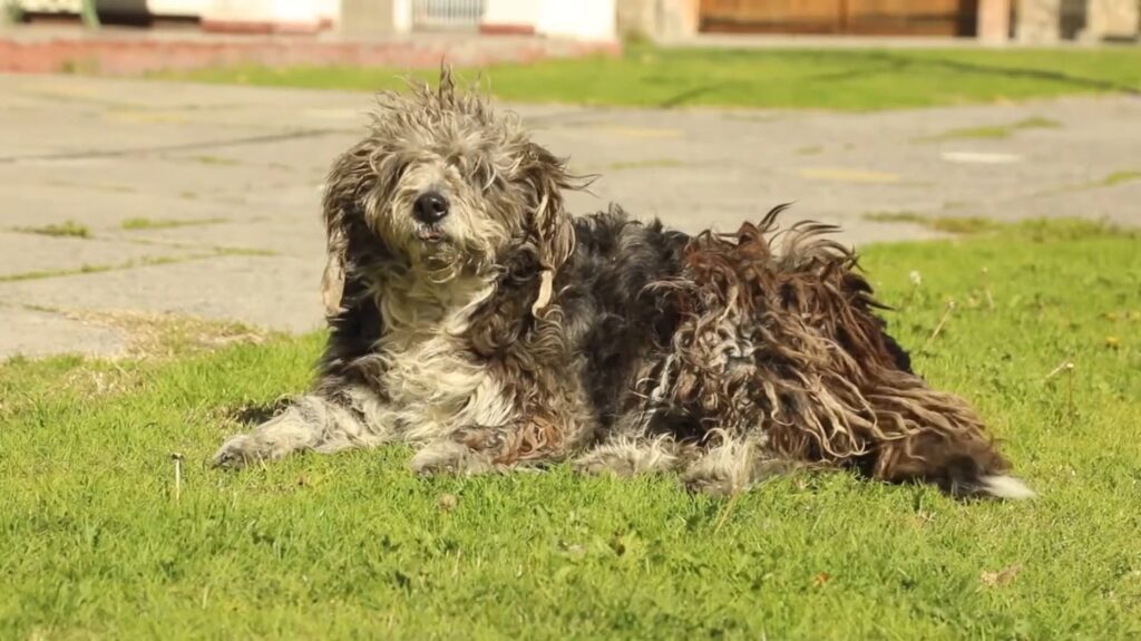 Barbet - animals that start with b