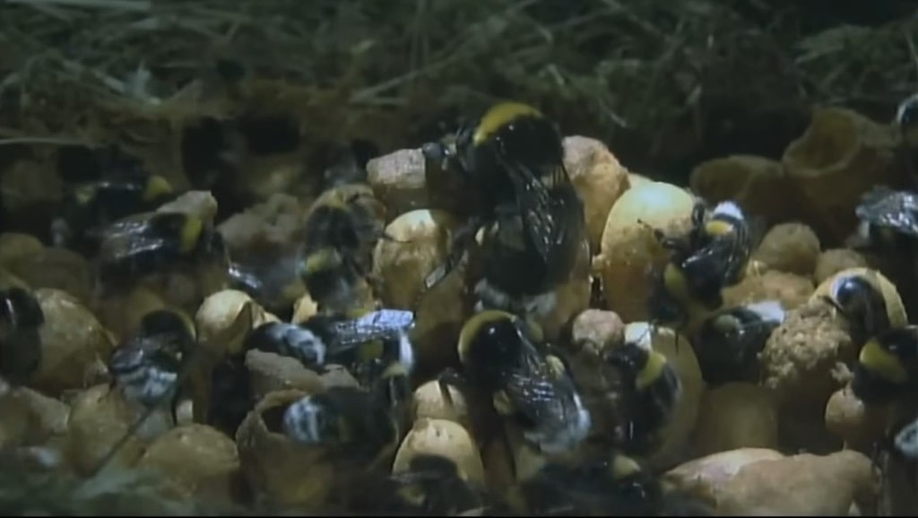 Barbut’s Cuckoo Bumblebee