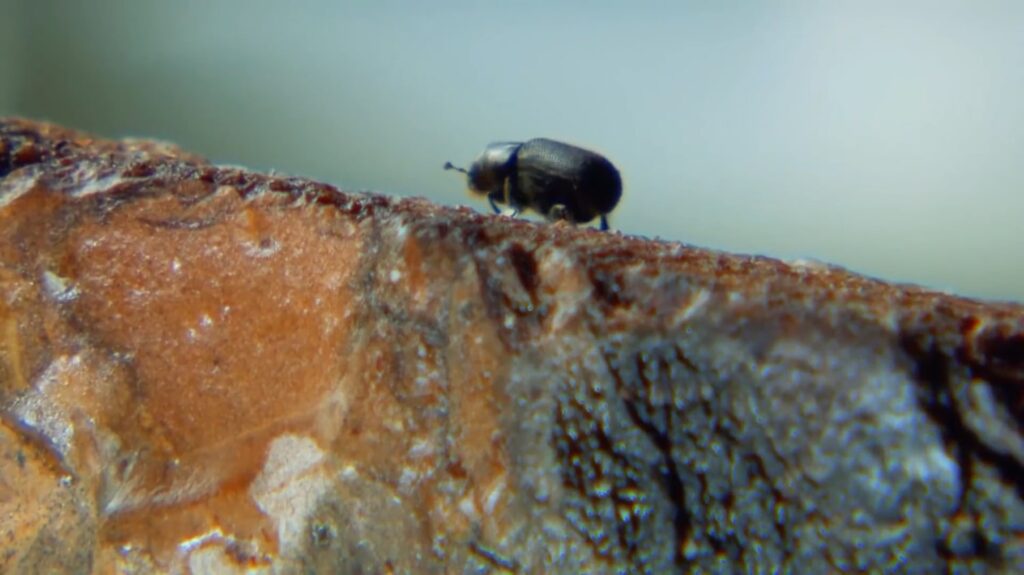 Bark Beetle